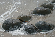 220px-Horseshoe_crab_mating
